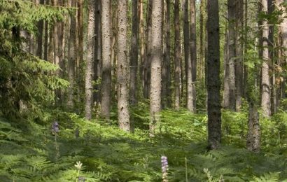 Neoficiali miškų plotų statistika gali „pradanginti“ ir tūkstančius hektarų