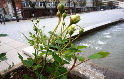 Alytus puošiasi: mieste pasodinta beveik 400 rožių sodinukų