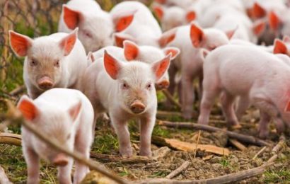 Varėnos rajone užfiksuotas naujas Afrikinio kiaulių maro židinys