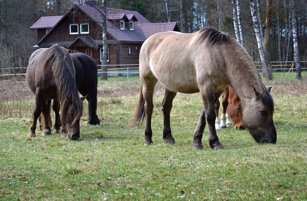 Dzūkijos nacionaliniame parke – vienintelė arklių prieglauda Lietuvoje