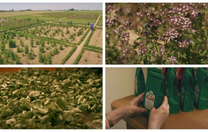 Dzūkijoje užaugintos vaistažolės džiugina ir užsienio sveikuolius