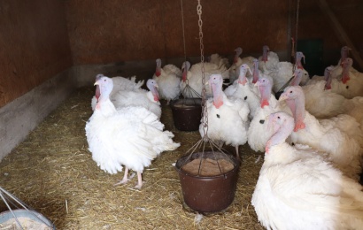 Paukščių gripas – jau Lietuvoje: augintojams – raginimai saugoti ūkius