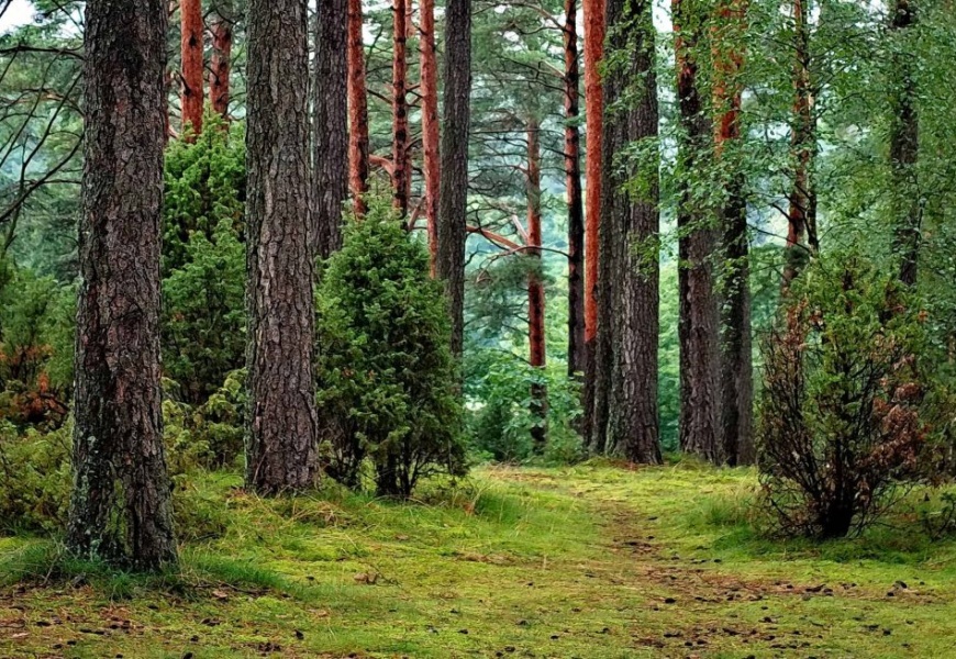 Europos pėsčiųjų maršrutas drieksis ir kone per visą Dzūkiją Europos pėsčiųjų maršrutas drieksis ir kone per visą Dzūkiją