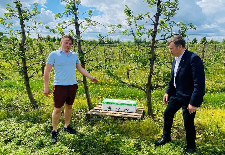Derliui padidinti „Luksnėnų sodai“ pasitelkė olandiškas bites
