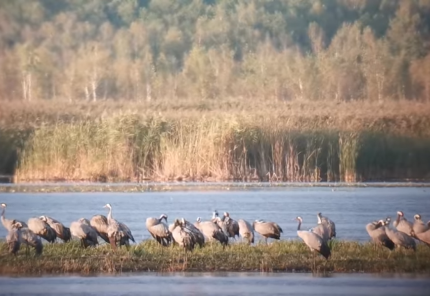 Žuvinte – ypatingi paukščių atsisveikinimo vakarai: romantikams verta pamatyti ir išgirsti!