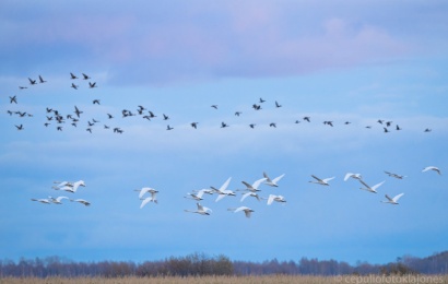 Metelių regioniniame parke ir Žuvinto rezervate – paukščių išlydėtuvės