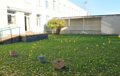 Alytaus hospiso kieme pavasarį sužydės narcizų laukas