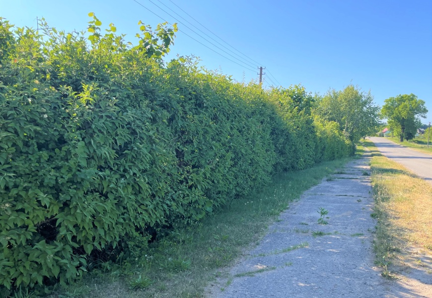 Kaip teisingai prie kelio sodinti želdynus? Kaip teisingai prie kelio sodinti želdynus?