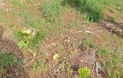 Trijose Alytaus vietose – kova su išplitusiais Sosnovskio barščiais