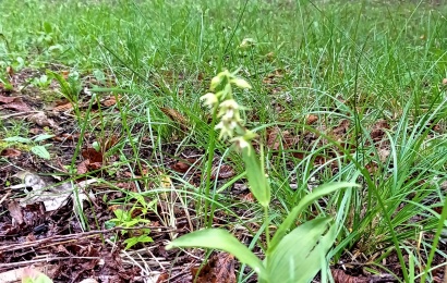 Permaininga vasara Jaunimo parke išaugino retą laukinę orchidėją