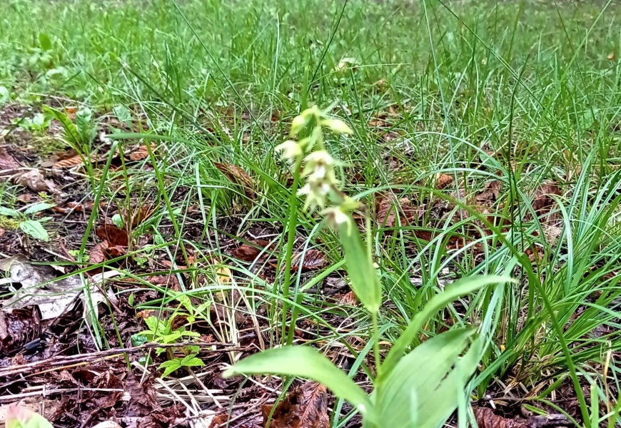 Permaininga vasara Jaunimo parke išaugino retą laukinę orchidėją