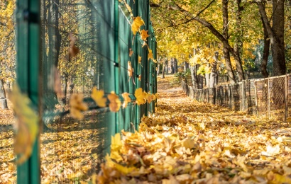 Nukritę medžių lapai – aplinką tvarkančių įmonių, bendrijų ir gyventojų rūpestis