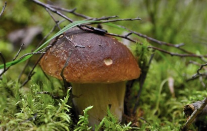 Grybų sezonas įsibėgėja: miškininkė pataria, ką rinkti ir ko miške geriau neliesti Grybų sezonas įsibėgėja: miškininkė pataria, ką rinkti ir ko miške geriau neliesti