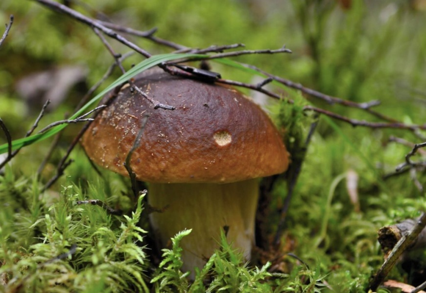 Grybų sezonas įsibėgėja: miškininkė pataria, ką rinkti ir ko miške geriau neliesti Grybų sezonas įsibėgėja: miškininkė pataria, ką rinkti ir ko miške geriau neliesti