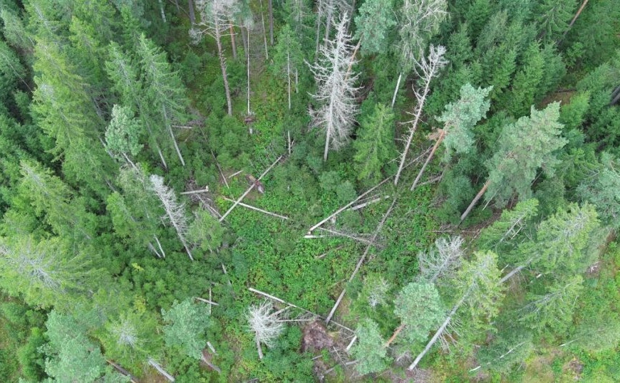 Audros smūgis valstybiniams miškams: fiksuota apie 150 tūkst. kietmetrių vėjavartų ir vėjalaužų