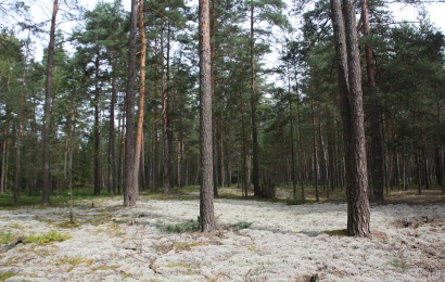 KERPINIŲ PUŠYNŲ BUVEINĖ: KAS TEN SAUGOMA? KERPINIŲ PUŠYNŲ BUVEINĖ: KAS TEN SAUGOMA?
