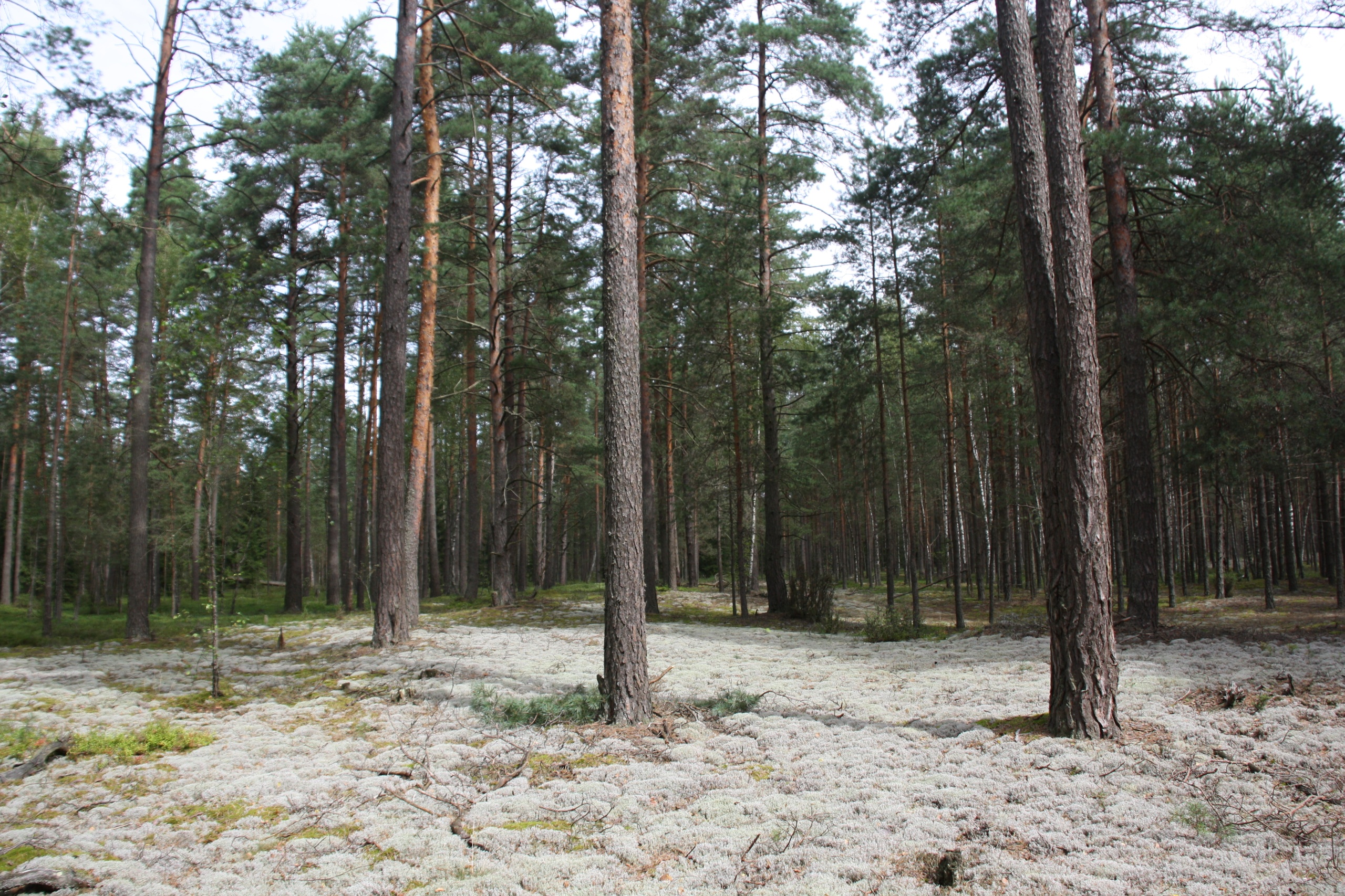 Pušynas su tankia šviesių kerpių danga